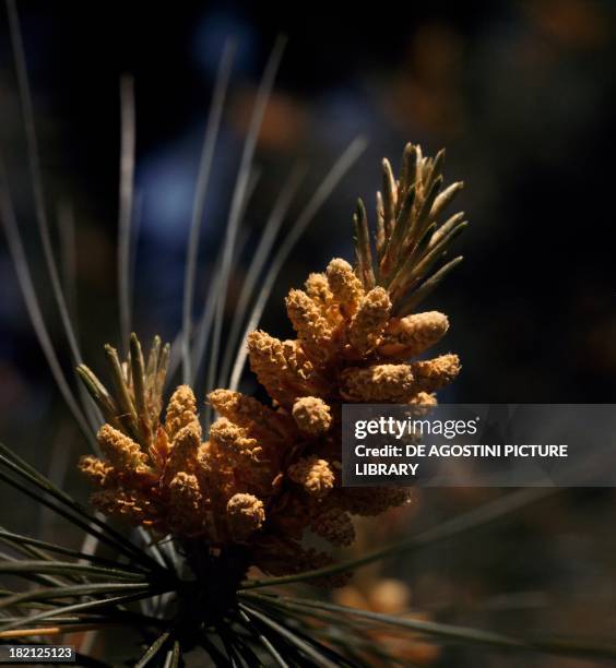 Eastern White Pine, White Pine, Northern White Pine, Soft Pine or Weymouth Pine male inflorescences , Pinaceae.