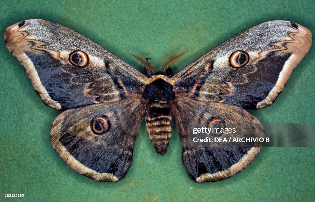 Giant peacock moth...