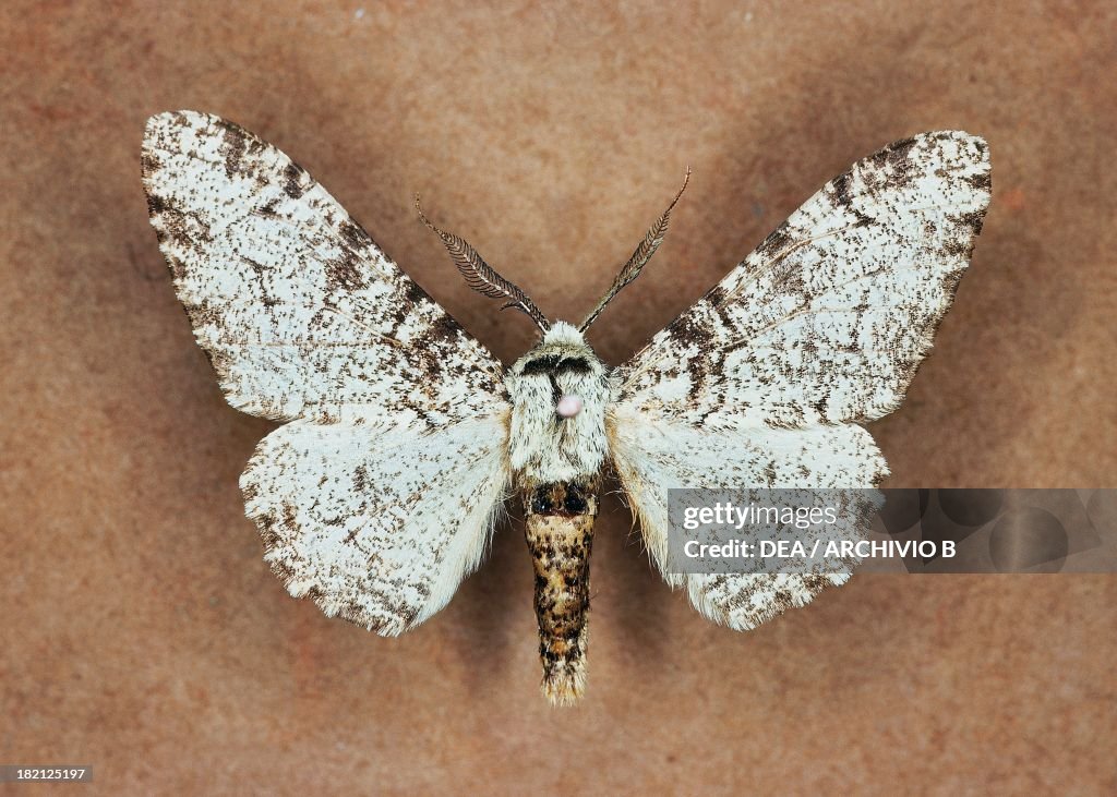 Peppered moth butterfly, Geometridae.
