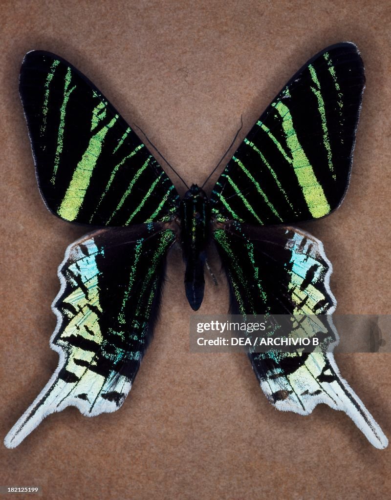 Green-banded Urania butterfly, Uraniinae.