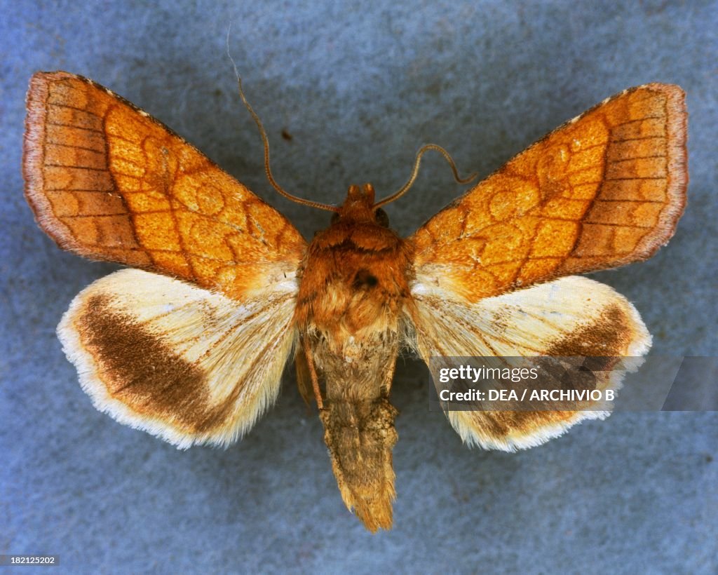 Bordered sallow butterfly, Noctuidae.