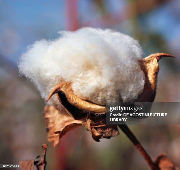 Open cotton capsule , Malvaceae.