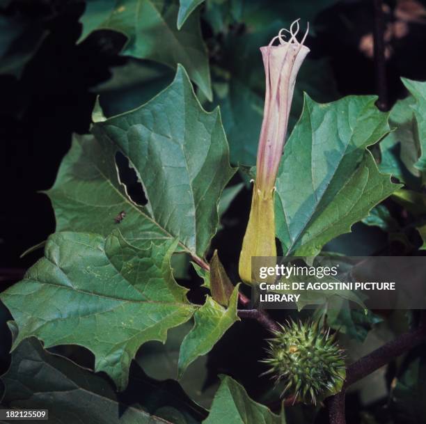 Jimson Weed or Datura flower and seedpod , Solanaceae.