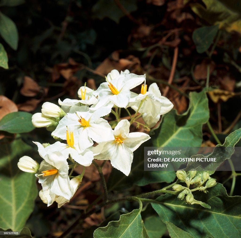 Potato flowers, Solanaceae