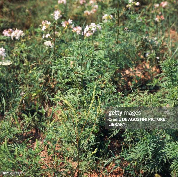 Common Ragweed Photos and Premium High Res Pictures - Getty Images
