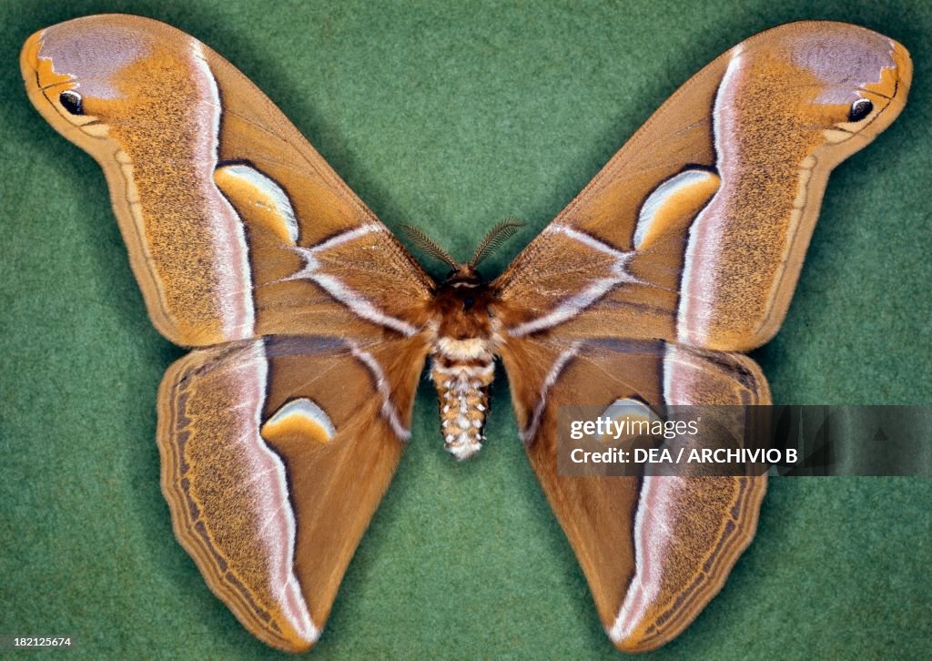 Ailanthus silkmoth butterfly, Saturniidae.