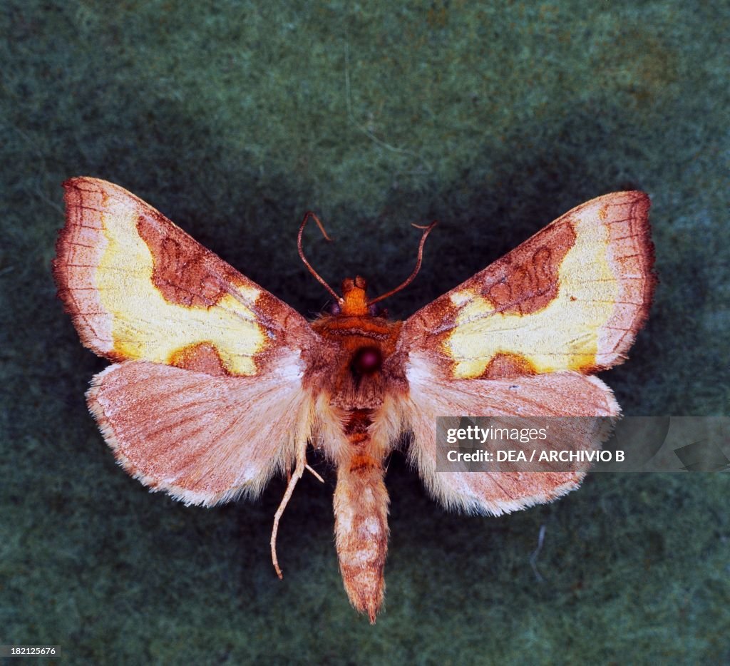 Burnished brass moth butterfly, Noctuidae.