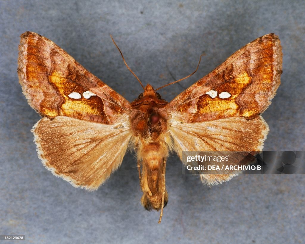 Chrysaspidia chaloytes butterfly, Noctuidae.