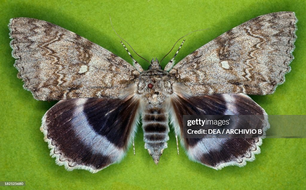 Blue underwing butterfly, Noctuidae.