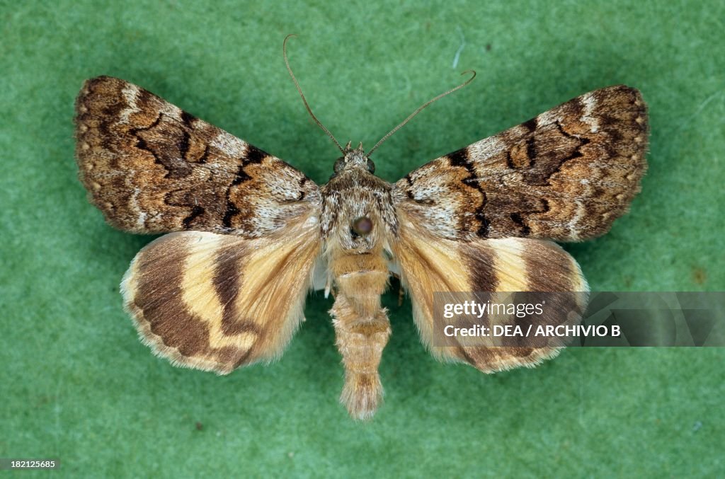 Oak yellow underwing butterfly, Noctuidae.