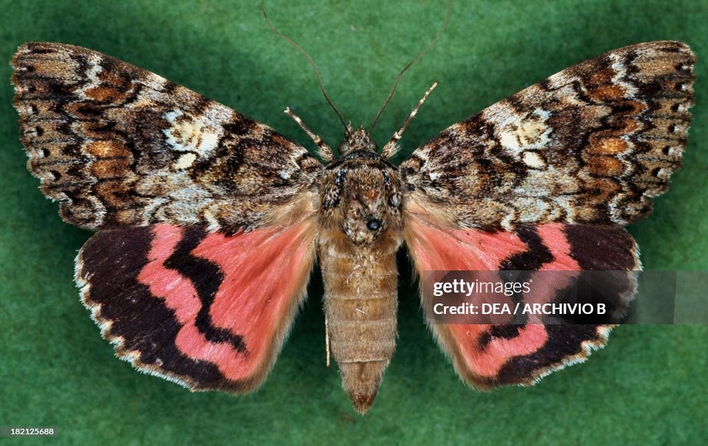 Mormonia sponsa butterfly, Noctuidae.