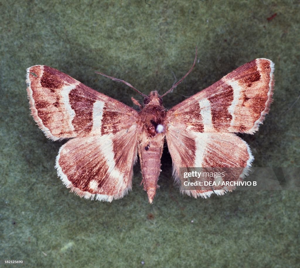 Anua tihaca butterfly, Noctuidae.