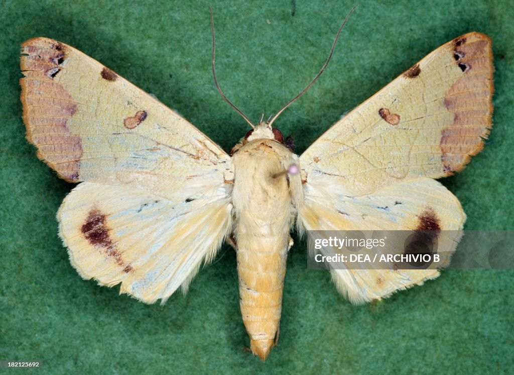 Geometrician butterfly, Noctuidae.