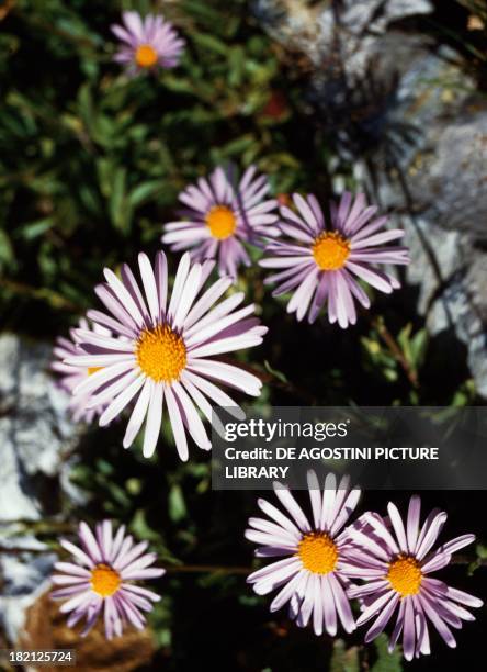 Alpine aster , Asteraceae.