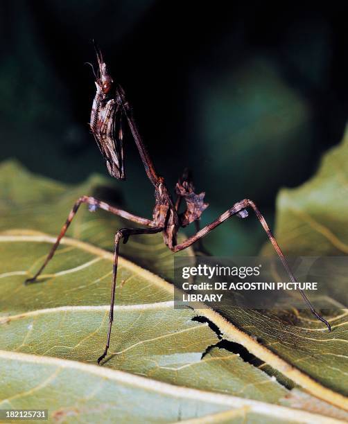 Slabhead Mantis Conehead Mantis Photos and Premium High Res Pictures - Getty Images