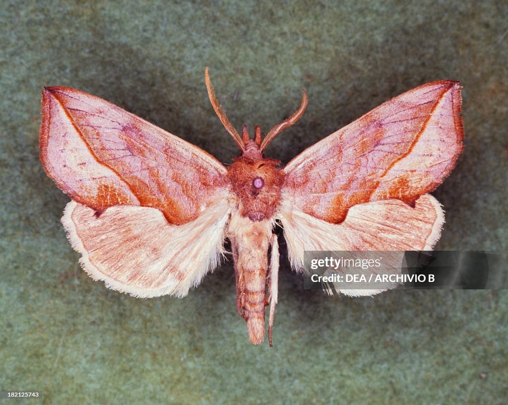 Vampire moth butterfly, Noctuidae.