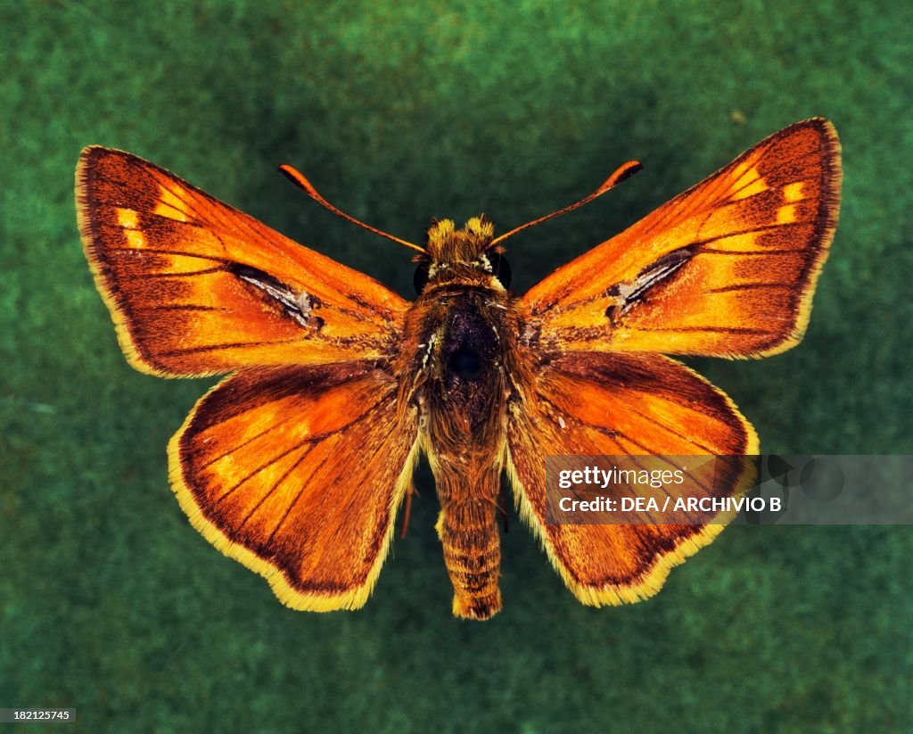 Silver-spotted skipper...
