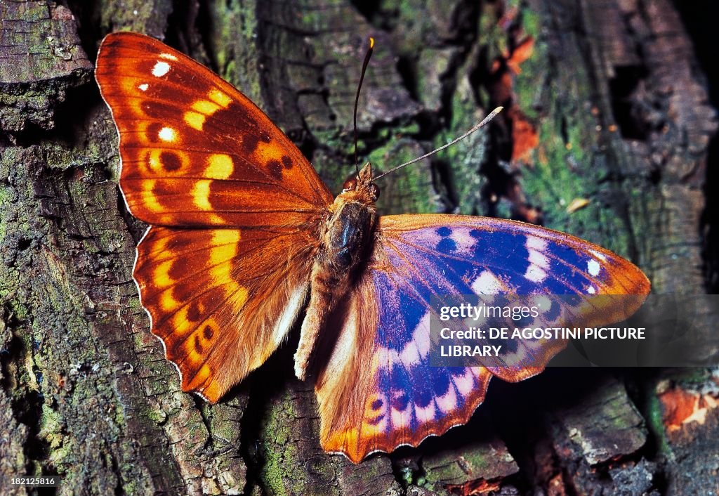 Lesser Purple Emperor, Lepidoptera