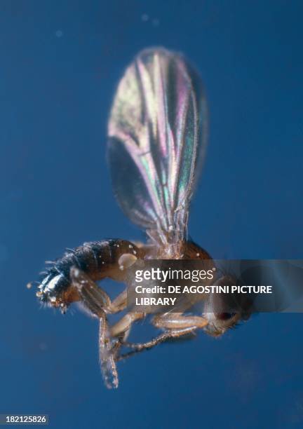 Common Fruit Fly or Vinegar Fly , Diptera.