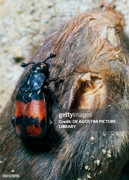 Burying Beetle , Coleoptera.