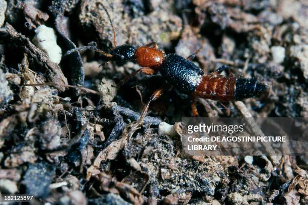 Rove Beetle , Coleoptera.