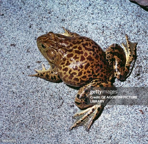 Bull Frog Stack Bullfrog Photos and Premium High Res Pictures - Getty Images