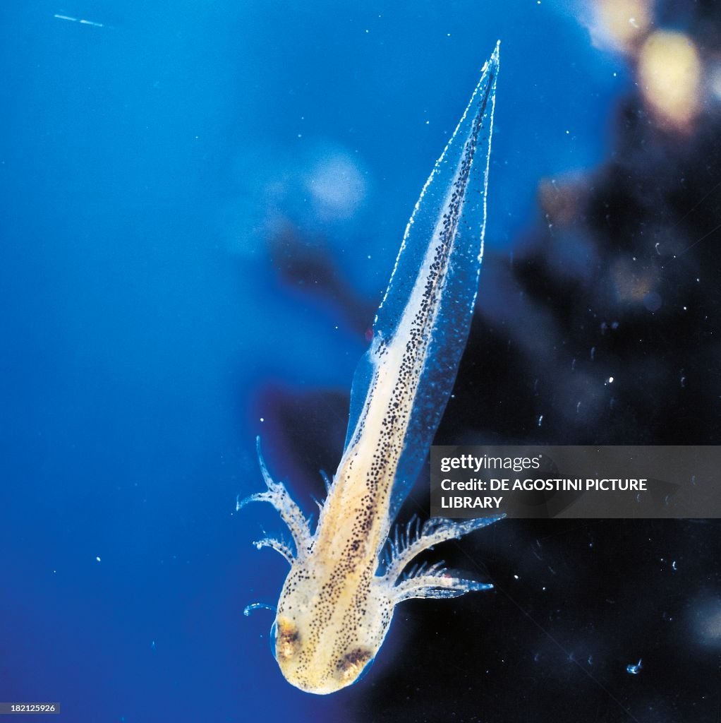 Great crested newt or warty newt...