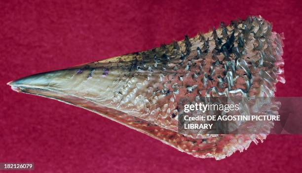 Pen Shell Texture 46 Noble Pen Shell Stock Photos, High-Res Pictures, and Images - Getty ...