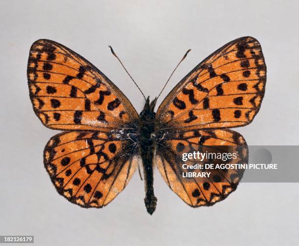 Small pearl-bordered fritillary butterfly , Nymphalidae.