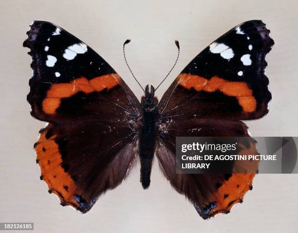 Red admiral butterfly , Nymphalidae.