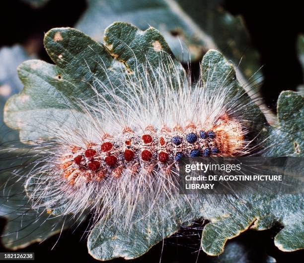 Gypsy Moth , Lepidoptera, caterpillar.