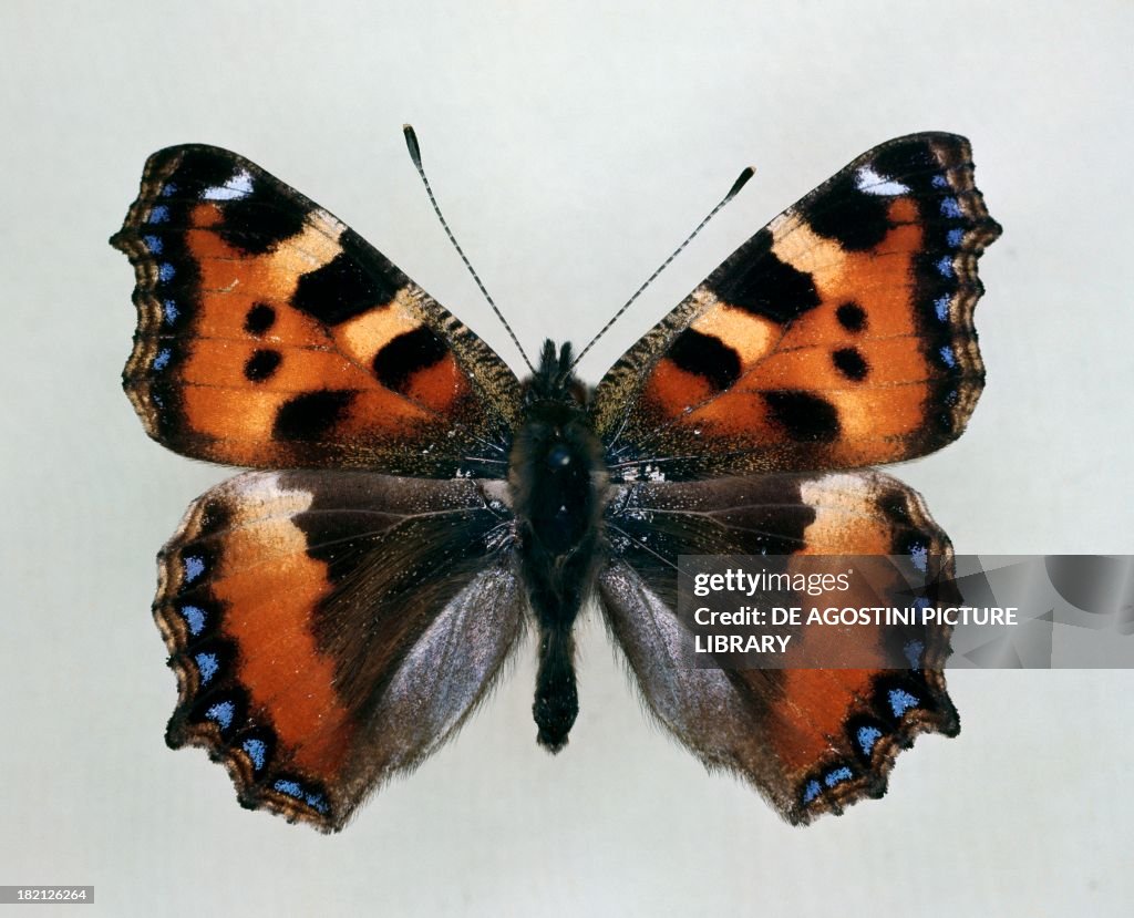 Small tortoiseshell butterfly, Nymphalidae.