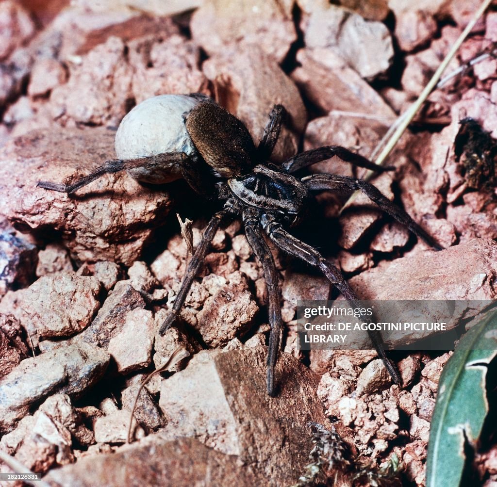 Female Tarantula Araneae...