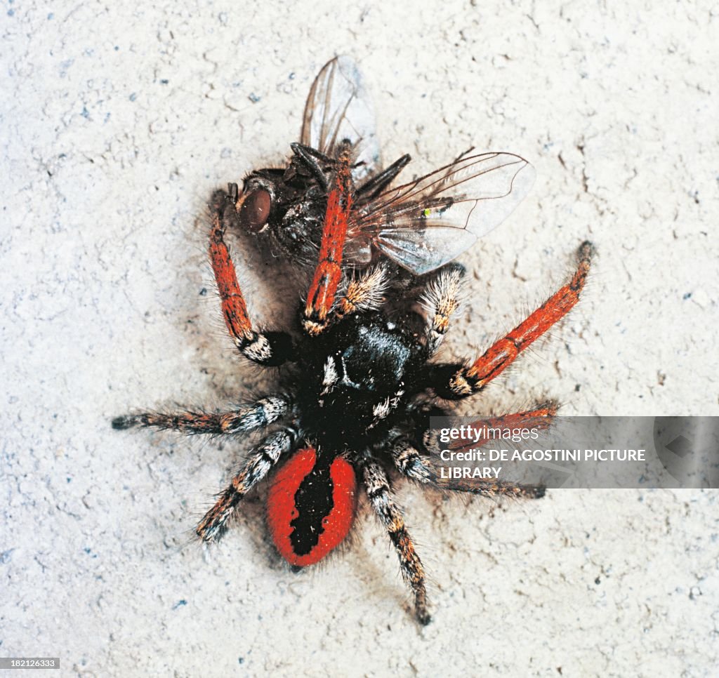 Jumping spider, Araneae