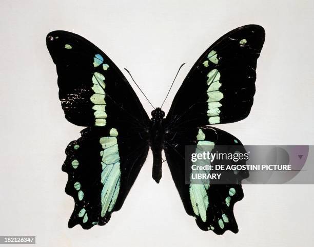 Green-banded swallowtail butterfly , Papilionidae.