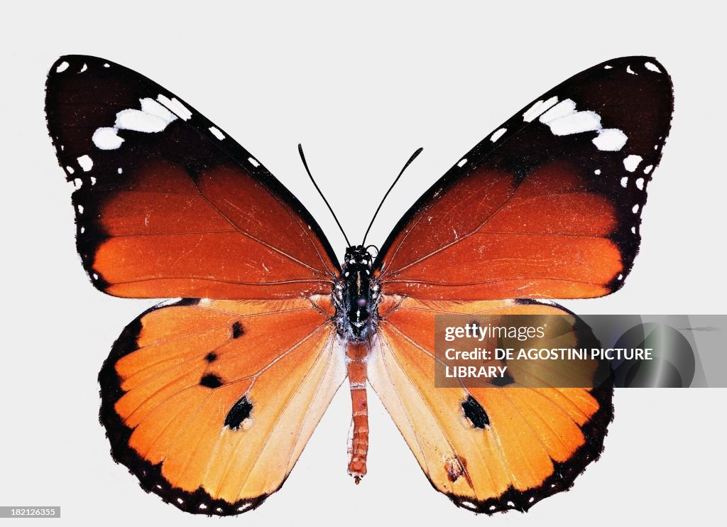 Plain tiger or African monarch butterfly...