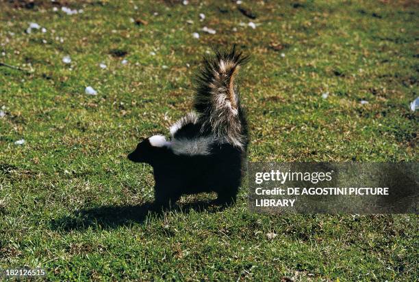 Eastern spotted skunk , in defensive posture, Mephitidae or Polecats.