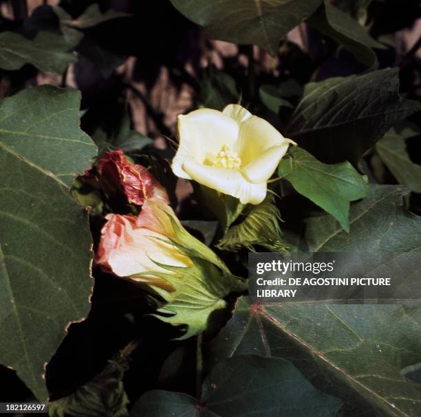 Cotton flowers , Malvaceae.