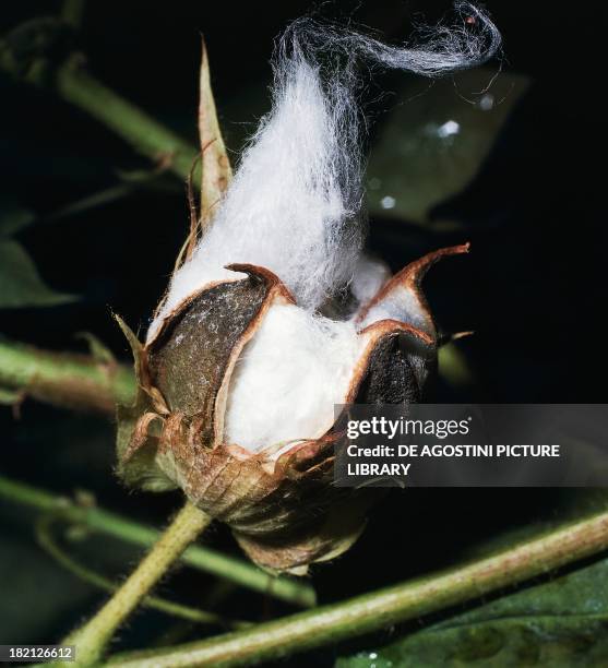 Capsule Example Botany Capsule (Botany) Photos and Premium High Res Pictures - Getty Images