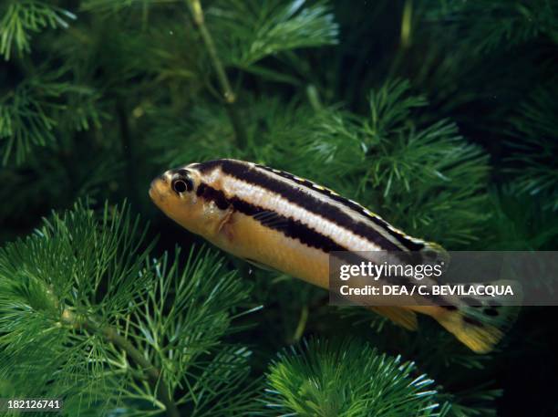 Auratus cichlid or Golden mbuna , Cichlidae, in aquarium.
