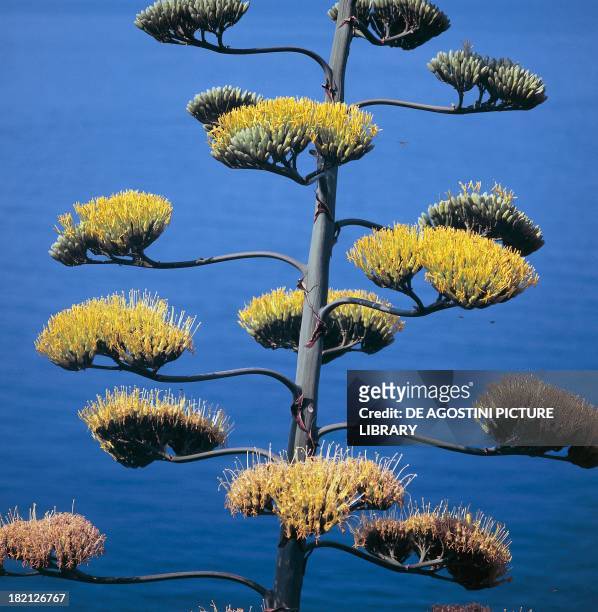 Century plant, maguey or American aloe blooming, Asparagaceae.