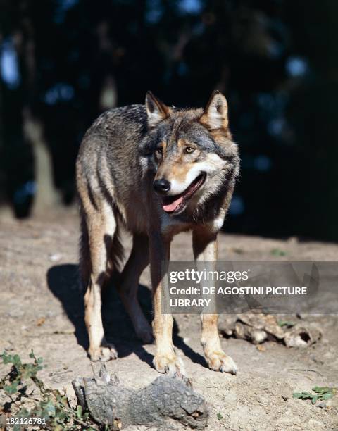 Eurasian or European or forest wolf , Canids.