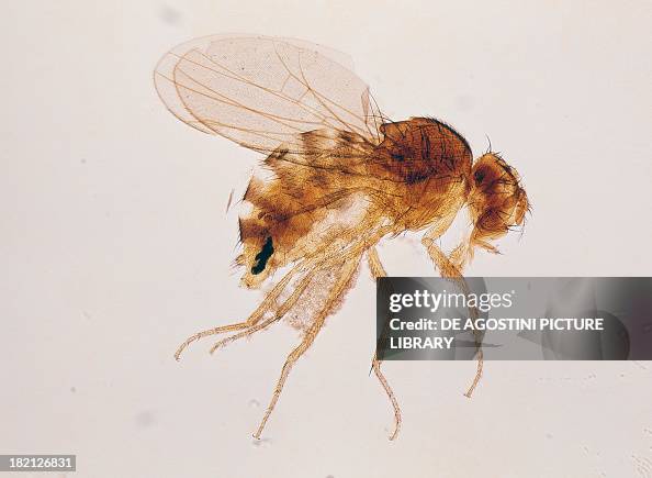 Fruit fly , female seen under a microscope, Drosophilidae. News Photo ...