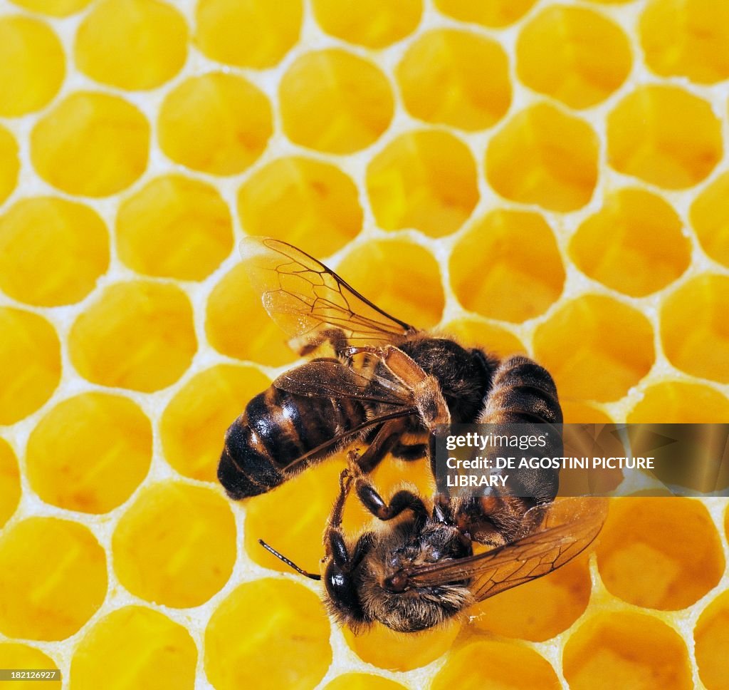 Beesbe Queen Bees Fighting What Was The Battle Of The Bees? | HistoryExtra