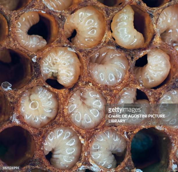 Western honey bee or European honey bee , drones larvae in the cells of a honeycomb, Apidae.