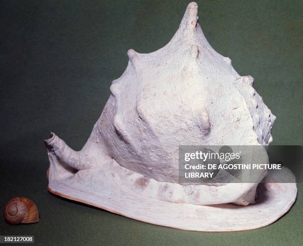 Horned Shell 187 Helmet Shell Stock Photos, High-Res Pictures, and Images - Getty Images