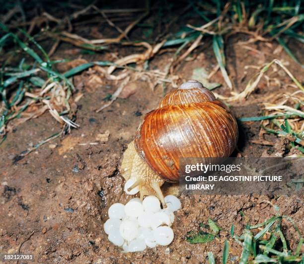 Roamn Insect 414 Insect Laying Eggs Stock Photos, High-Res Pictures, and Images ...