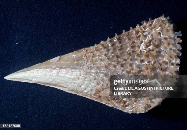 46 Noble Pen Shell Stock Photos, High-Res Pictures, and Images - Getty ...