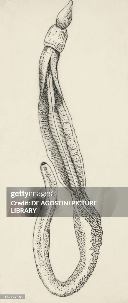 Structure of an Acorn Worm...