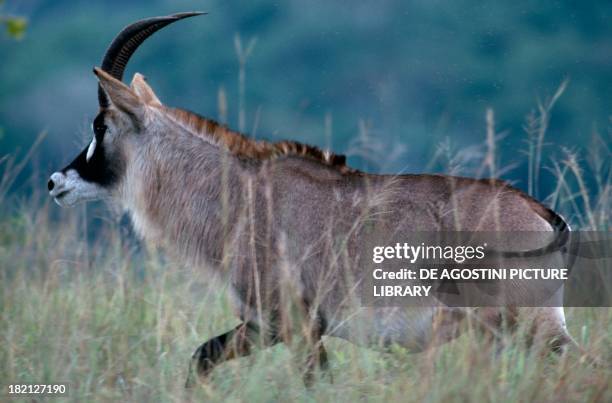 Roan antelope , Bovids.